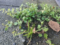 Stellaria media