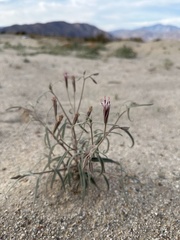 Palafoxia arida arida