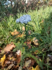 Achillea millefolium