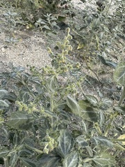 Dicoria canescens