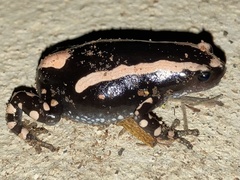 Phrynomantis bifasciatus