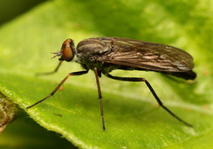 Therevidae