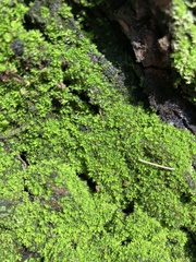 Syntrichia pagorum
