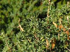 Adenocarpus hispanicus