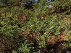 Adenocarpus hispanicus