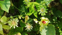 Hibiscus surattensis
