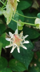 Hibiscus surattensis