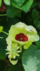 Hibiscus surattensis