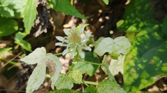 Hibiscus surattensis