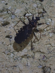 Australocleptes hackeri