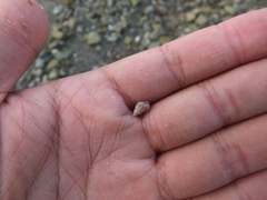 Littorinimorpha
