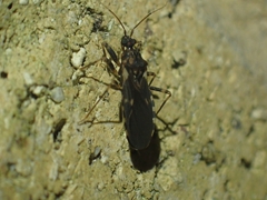Australocleptes hackeri