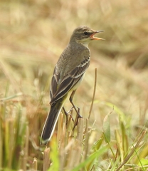 Motacilla flava