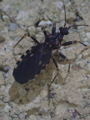 Australocleptes hackeri