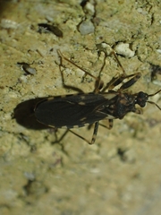 Australocleptes hackeri