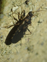 Australocleptes hackeri