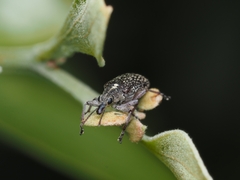 Sphinctobelus rufibeccus