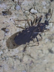 Australocleptes hackeri