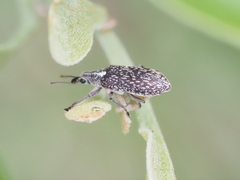 Sphinctobelus rufibeccus
