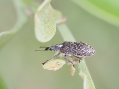 Sphinctobelus rufibeccus