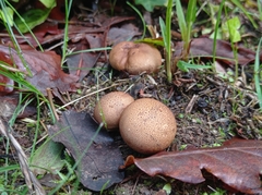 Scleroderma citrinum