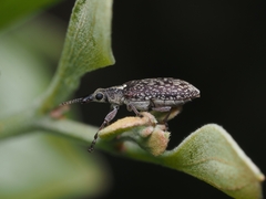 Sphinctobelus rufibeccus