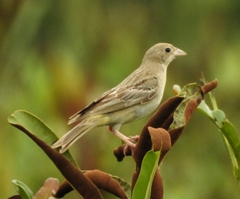 Emberiza melanocephala
