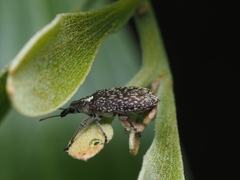 Sphinctobelus rufibeccus