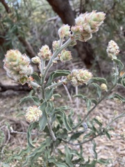 Jacksonia floribunda