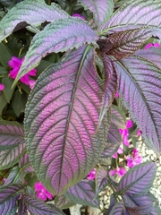 Strobilanthes auriculata dyeriana