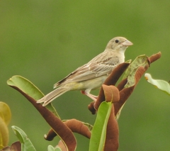 Emberiza melanocephala