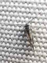 Psocodea