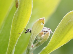 Sphinctobelus rufibeccus
