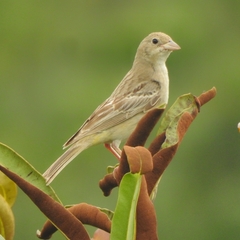 Emberiza melanocephala