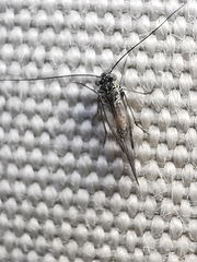 Psocodea