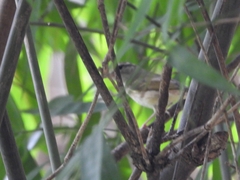 Phylloscopus borealoides