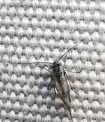 Psocodea