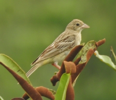 Emberiza melanocephala