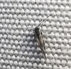Psocodea