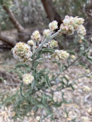 Jacksonia floribunda