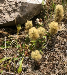 Ptilotus spathulatus