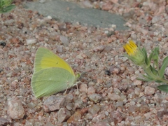 Colias alexandra
