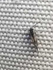 Psocodea