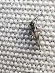 Psocodea