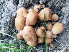 Coprinellus micaceus