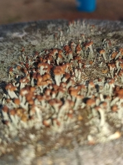 Cladonia peziziformis