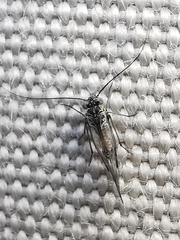 Psocodea