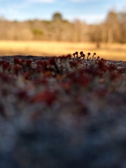 Cladonia peziziformis