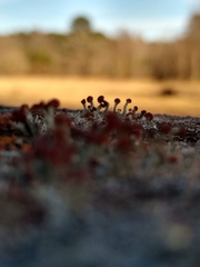 Cladonia peziziformis