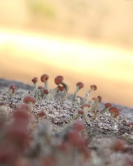 Cladonia peziziformis